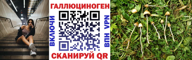 Псилоцибиновые грибы Cubensis Мытищи